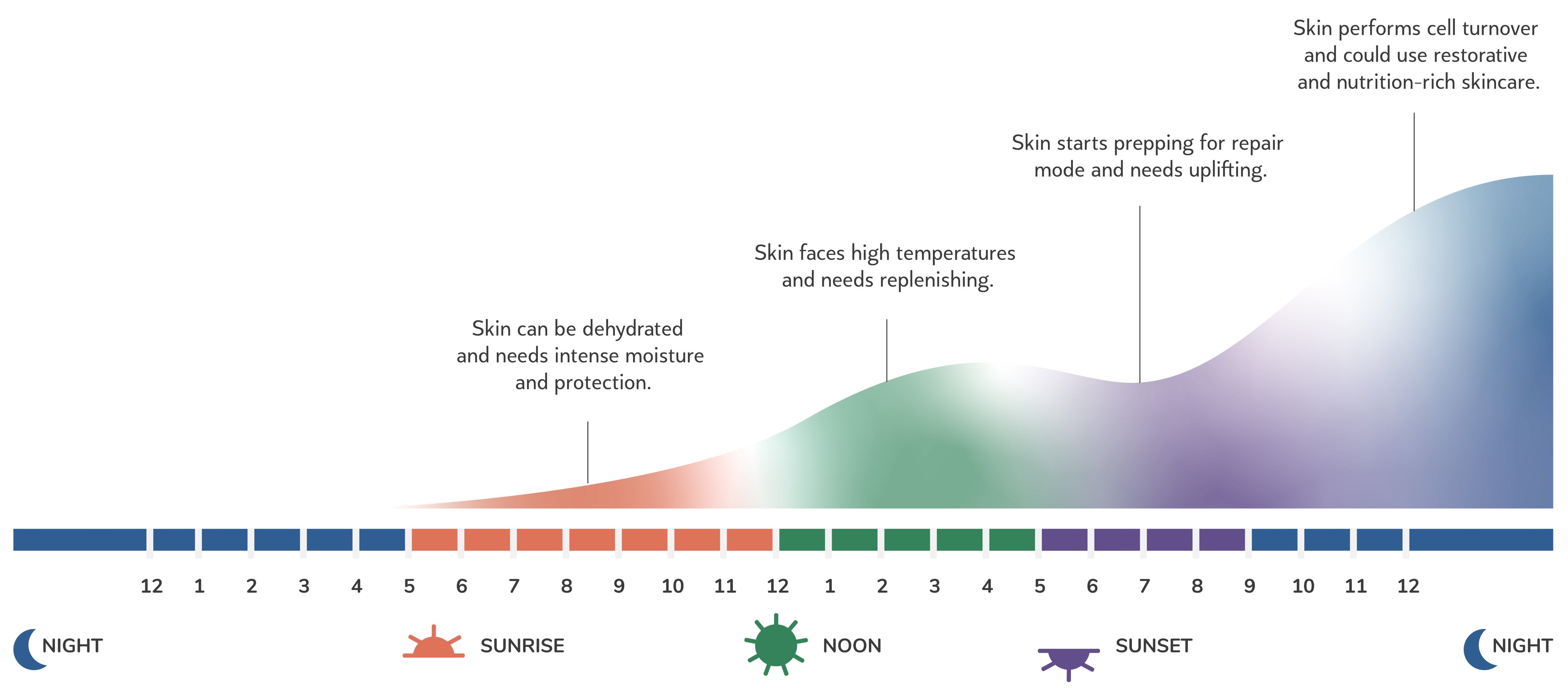 circadian-infographic